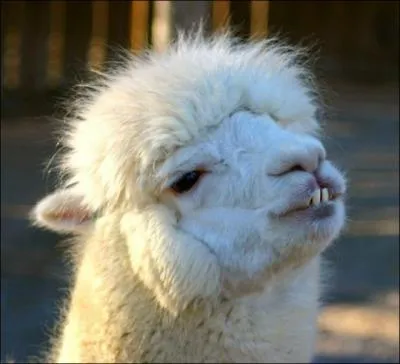 Quel animal suis-je ?