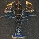 Comment se consomme le homard bleu de Bretagne ?