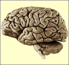 Dans le film de Grard Oury, qui est 'Le cerveau' ?