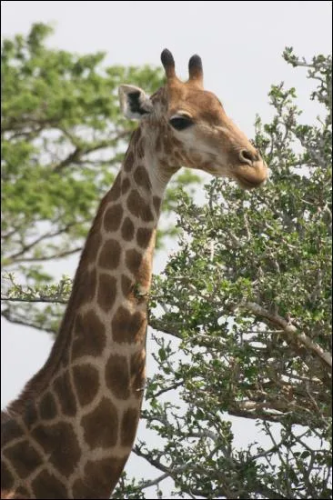 Combien de vertbres composent le cou de cet animal ?