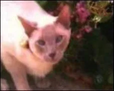 Comment se prénomme le chat des surs Halliwell ?