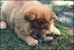 Le chow chow est un chien :