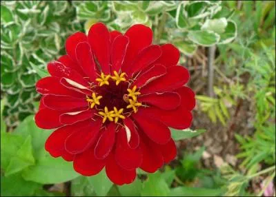 Comment se nomme cette fleur ?