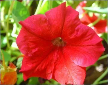 Comment se nomme cette fleur ?