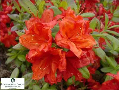 Comment se nomme cette fleur ?