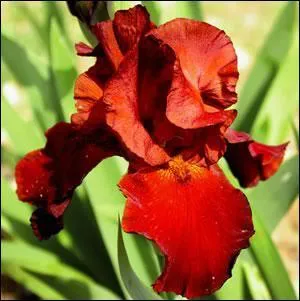 Comment se nomme cette fleur ?