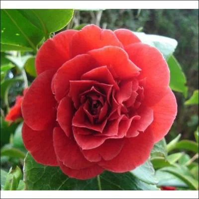 Comment se nomme cette fleur ?