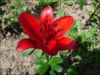 Comment se nomme cette fleur