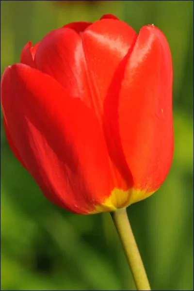 Comment se nomme cette fleur ?