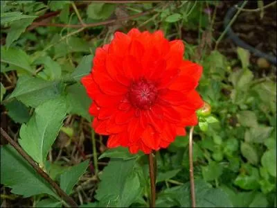 Comment se nomme fleur ?