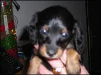 A quelle race appartient ce chien ?