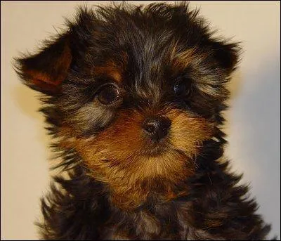 A quelle race appartient ce chien ?