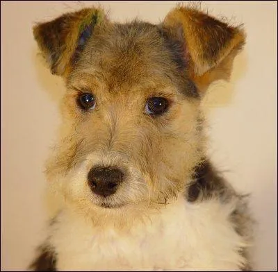 A quelle race appartient ce chien ?