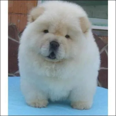 A quelle race appartient ce chien ?