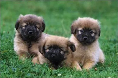 A quelle race appartient ce chien ?