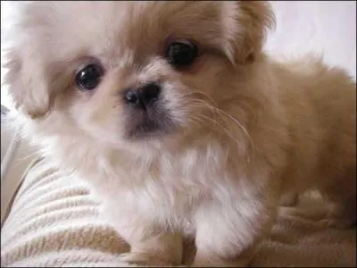 A quelle race appartient ce chien ?