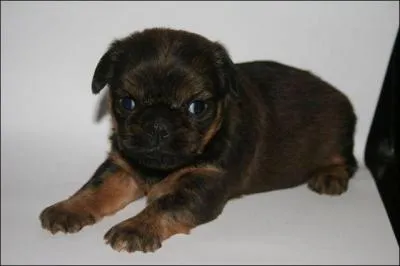 A quelle race appartient ce chien ?