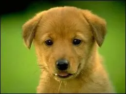 A quelle race appartient ce chien ?