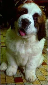 A quelle race appartient ce chien ?