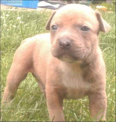 A quelle race appartient ce chien ?