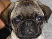 A quelle race appartient ce chien ?