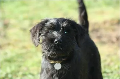 A quelle race appartient ce chien ?