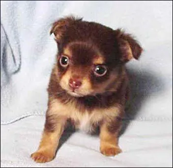 A quelle race appartient ce chien ?