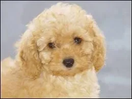 A quelle race appartient ce chien ?