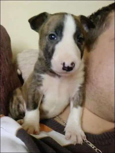 A quelle race appartient ce chien ?