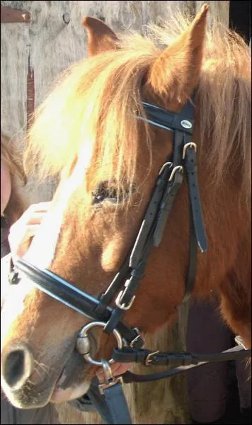 Le mors de filet simple (appel plus simplement filet simple) est :