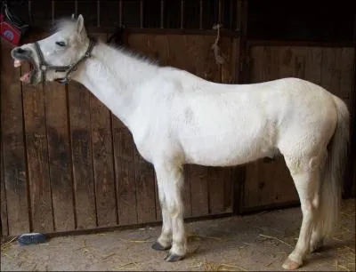 L'avant-main c'est :