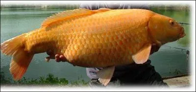 Quel est le nom de ce poisson ?