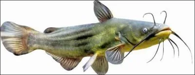 Quel est le nom de ce poisson ?