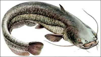 Quel est le nom de ce poisson ?