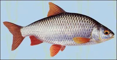 Quel est le nom de ce poisson ?