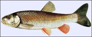 Quel est le nom de ce poisson ?