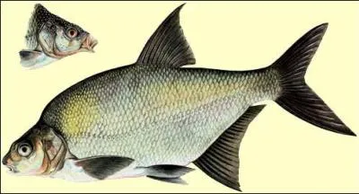 Quel est le nom de ce poisson ?