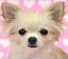 De quel pays le Chihuahua est-il originaire ?