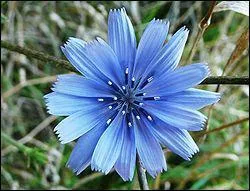 Quelle est cette fleur ?