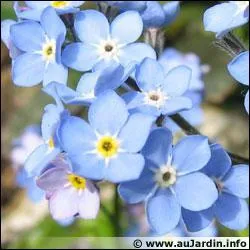 Quel est cette fleur ?