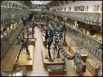 Que possde de particulier, le muse d'Histoire naturelle ?
