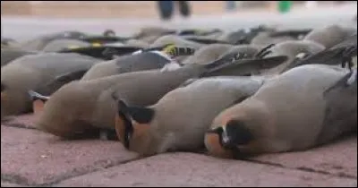 ''Je suis fasciné par l'air. Si on enlevait l'air du ciel, tous les oiseaux tomberaient par terre.''