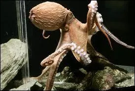 Quel est le nom de cet animal en anglais ? ( Pieuvre )