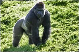 Quel est le nom de cet animal en anglais ? ( Gorille )
