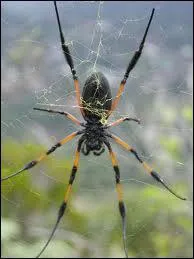 Quel est le nom de cet animal en anglais ? ( Araigne )