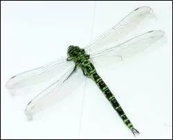 Quel est le nom de cet animal en anglais ? ( Libellule )