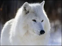 Quel est le nom de cet animal en anglais ? ( Loup )