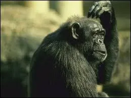 Quel est le nom de cet animal en anglais ? ( Singe )