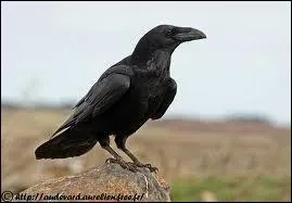 Quel est le nom de cet animal en anglais ? ( Corbeau )