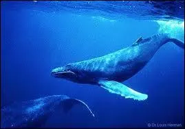 Quel est le nom de cet animal en anglais ? ( Baleine )